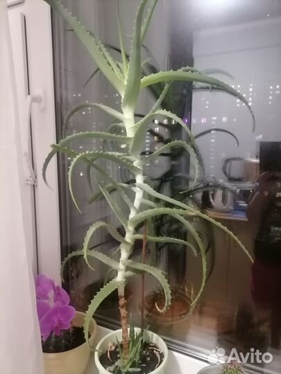 Алоэ столетник 5 летний