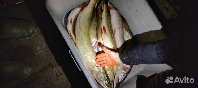Свежая рыба лещ судак от 10 кг, щука потрошеная объявление продам