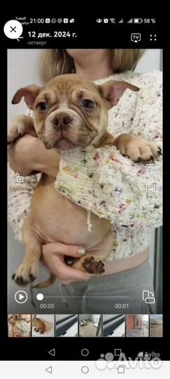 Американский булли девочка