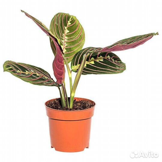 Маранта трехцветная