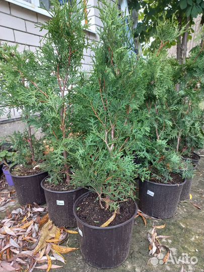 Туя колумна, Рейн голд,Вудварди,Европа голд Ель гл