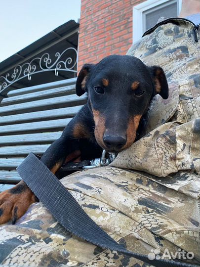 Немецкий ягдтерьер