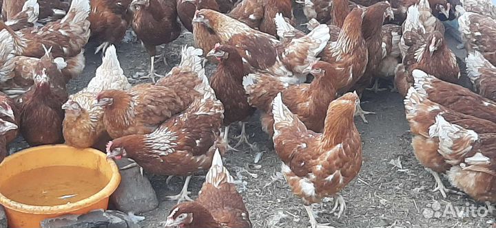 Куры-несушки