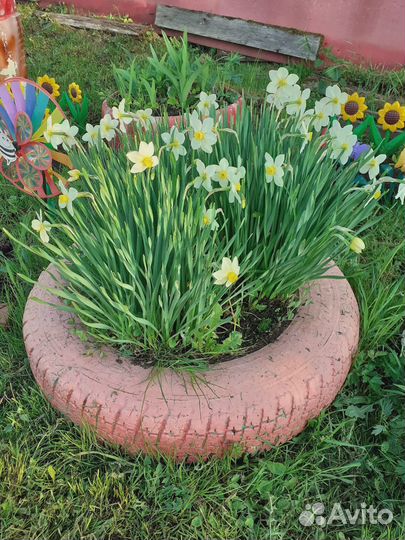 Луковицы нарциссов