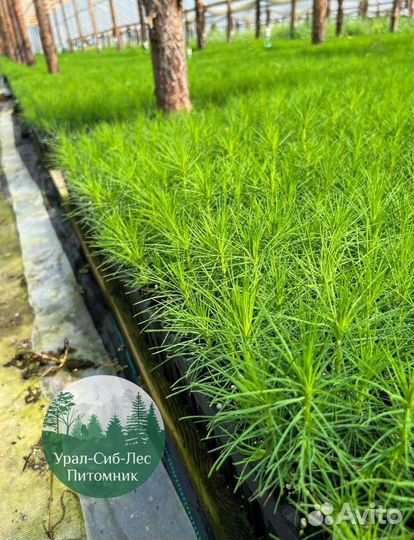 Зкс и окс Сосна Ель Лиственница сеянцы Голуб горн