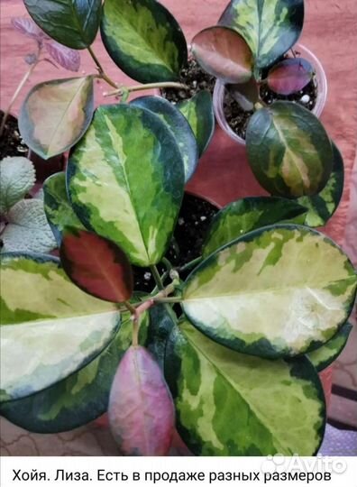 Комнатные растения