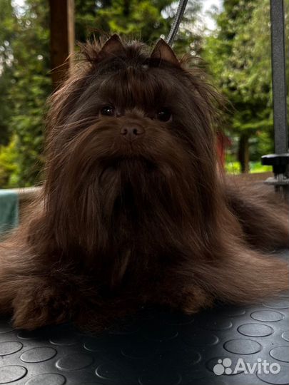 Шоколадный йорк вязка