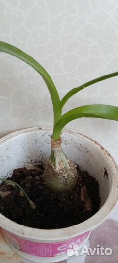 Индийский лук