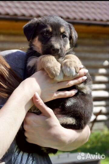 Щенок метис, девочка 2мес