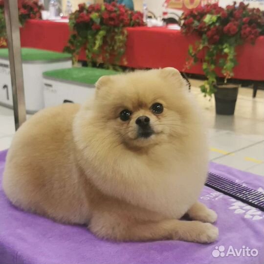 Стрижка померанского шпица