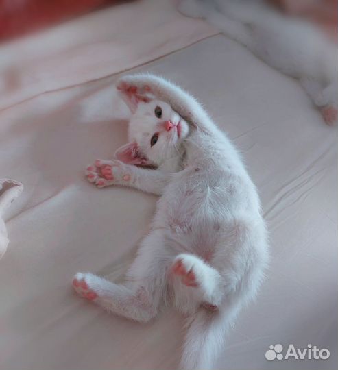 Белоснежный малыш в добрые руки