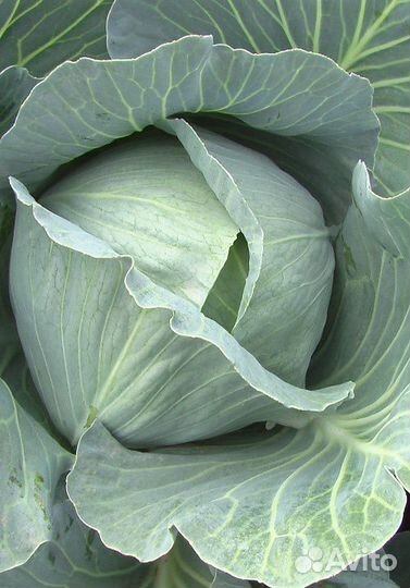 Семена Капусты 