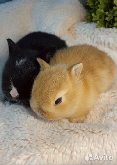 Декоративные кролики