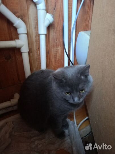 Кошки Курильский бобтейл. Владимирская обл