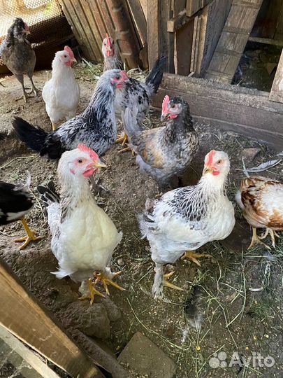 Молодые петухи