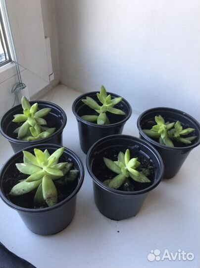 Толстянка суккулент растение цветок