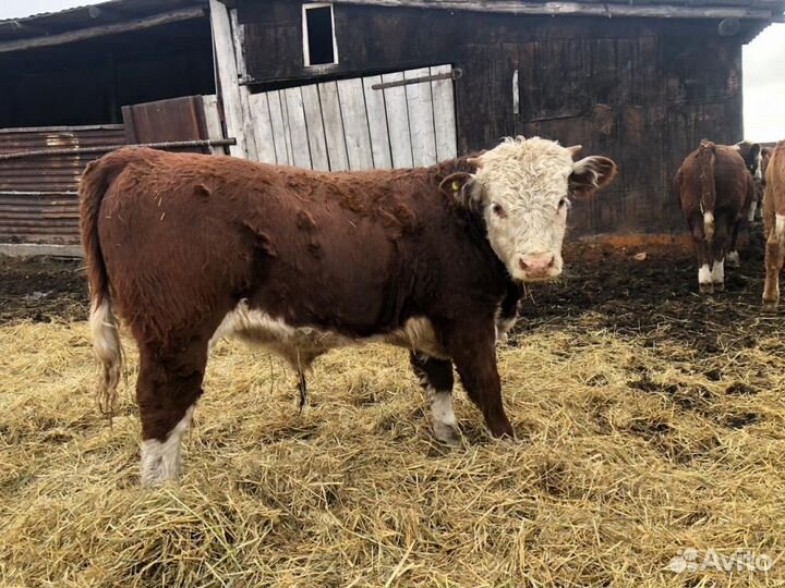 Породистые Бычки