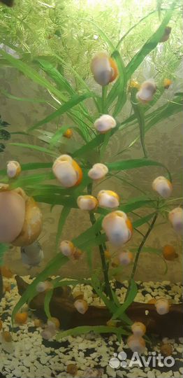 Улитки ампулярии