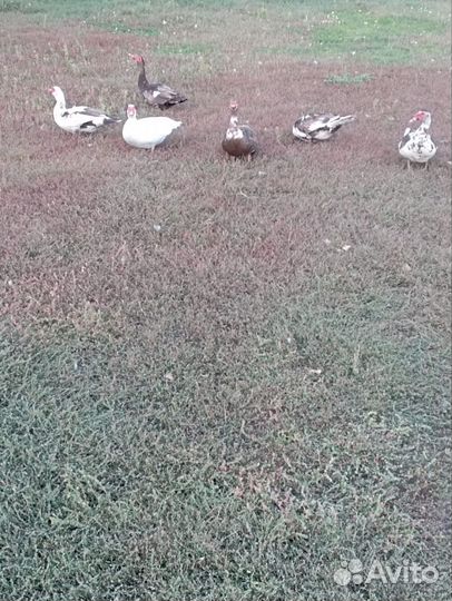 Мускусные утки