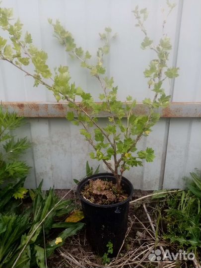 Саженцы бесшипого крыжовника зкс