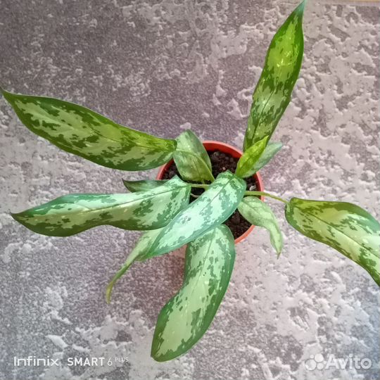 Комнатные цветы