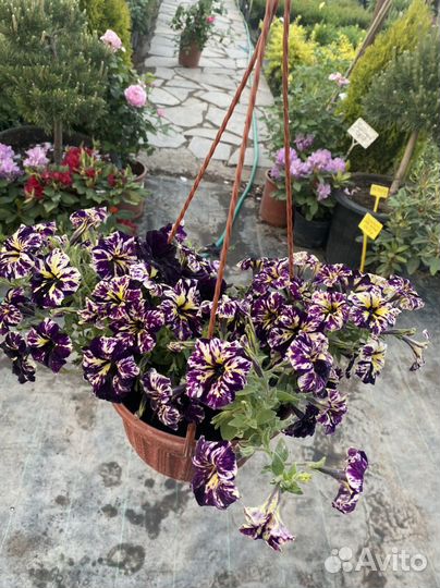 Петуния оптом и в розницу