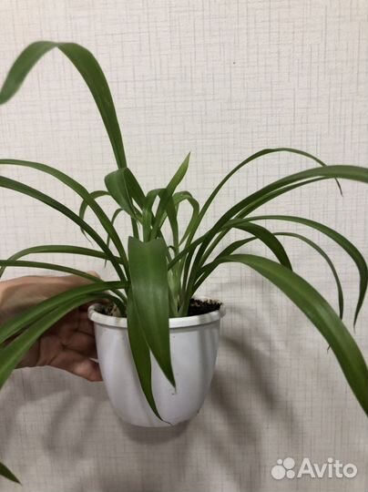 Хлорофитум