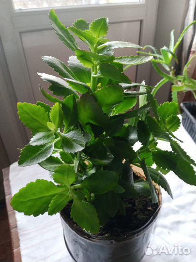 Каланхоэ лечебное