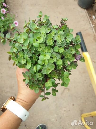 Традесканция разные сорта