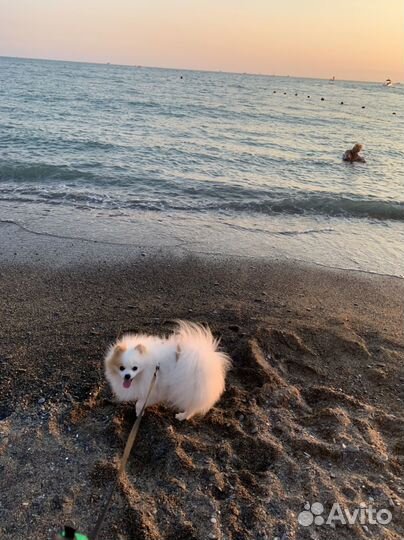 Померанский шпиц