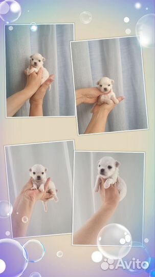 Мальчик мальтезе