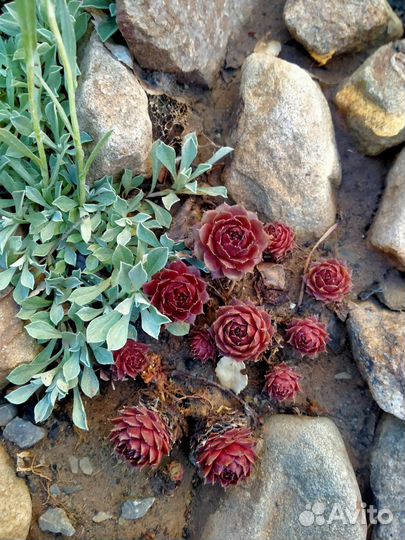 Растения для альпийской горки