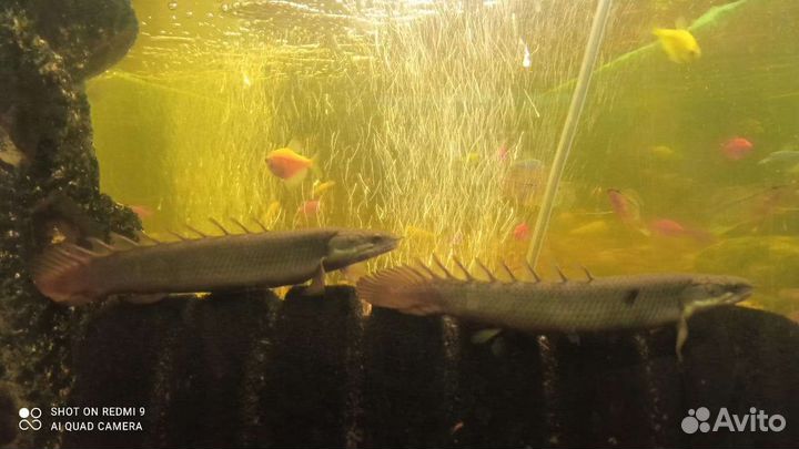 Полиптерус