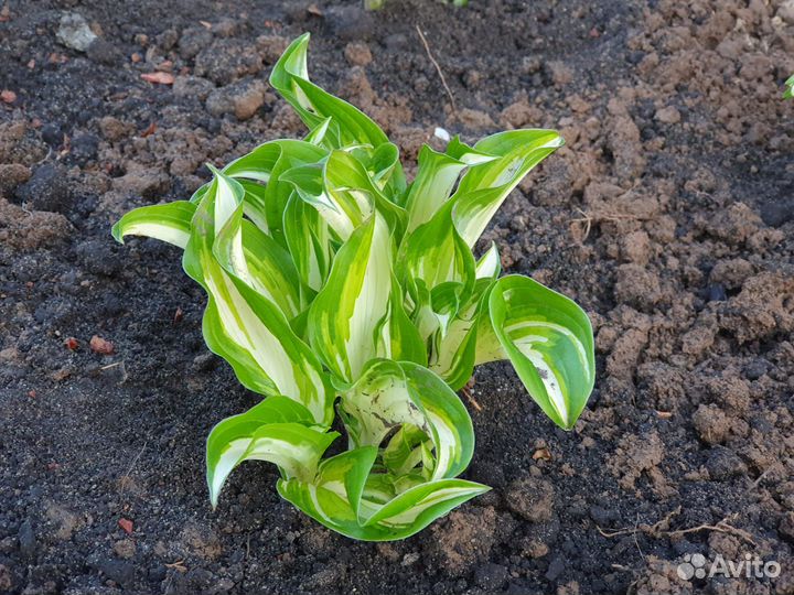 Хоста растение