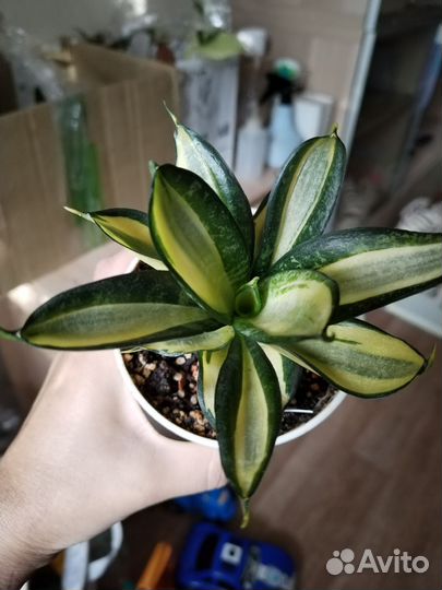 Сансевиерии