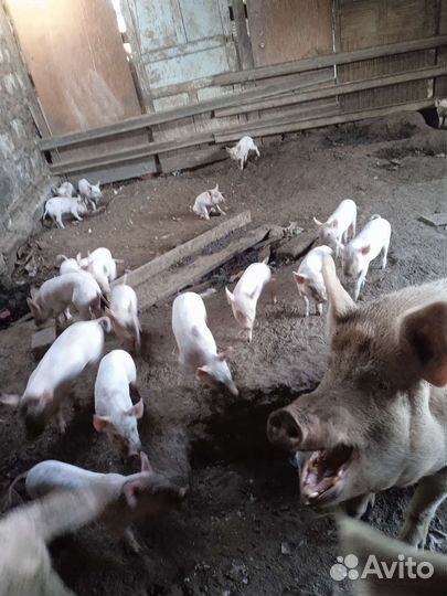 Поросята