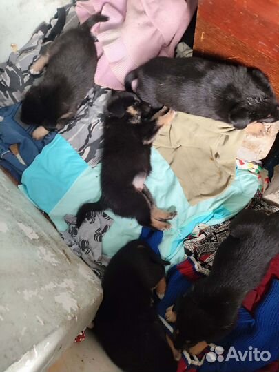 Щенки в добрые руки