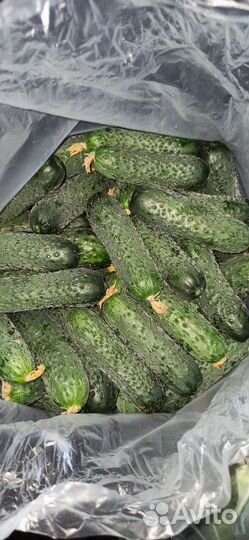 Огурцы свежие домашние