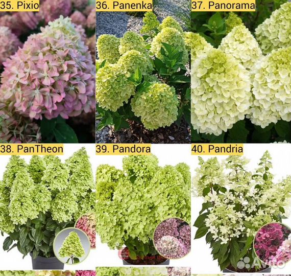 Метельчатые гортензии 37 сортов в наличии