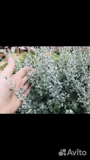 Полынь многолетняя сортовая.150 оублей