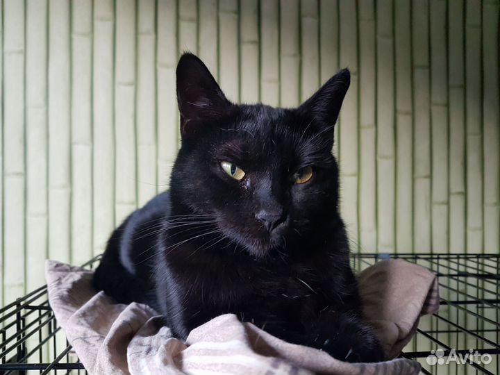 Найденыш. Приют