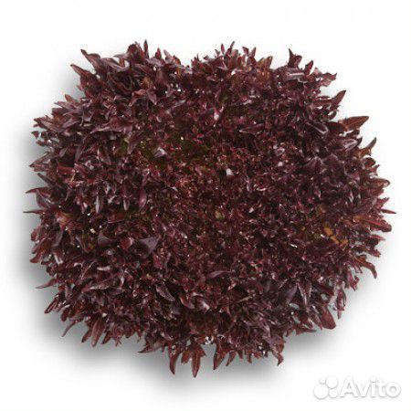 Семена Салата 