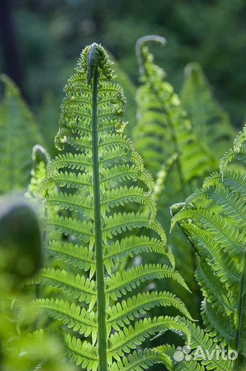 Папоротник, с доставкой