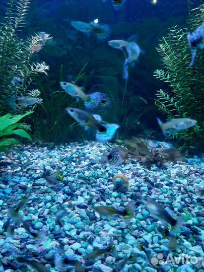 Гуппи испанцы собственного разведения