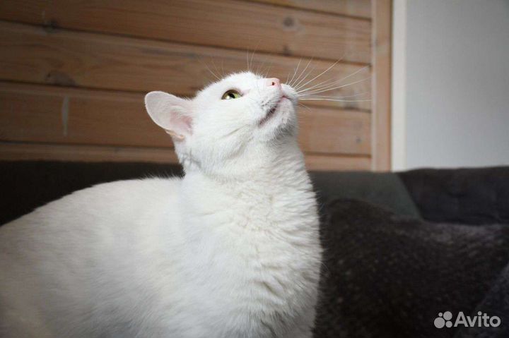 Котик Иней в дар