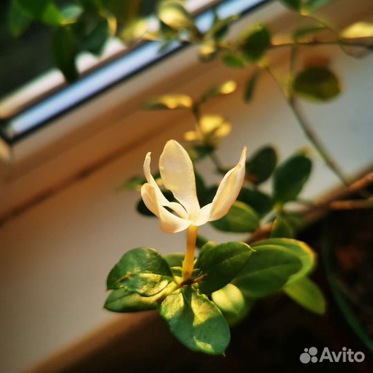 Карисса, комнатная слива