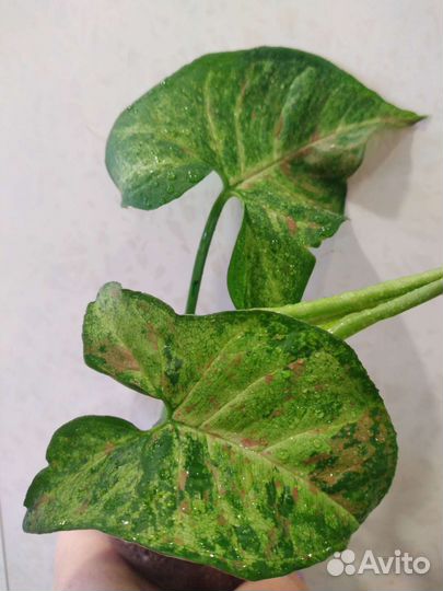 Сингониумы сортовые