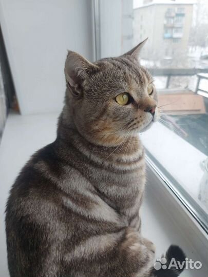 Британский Кот для вязки