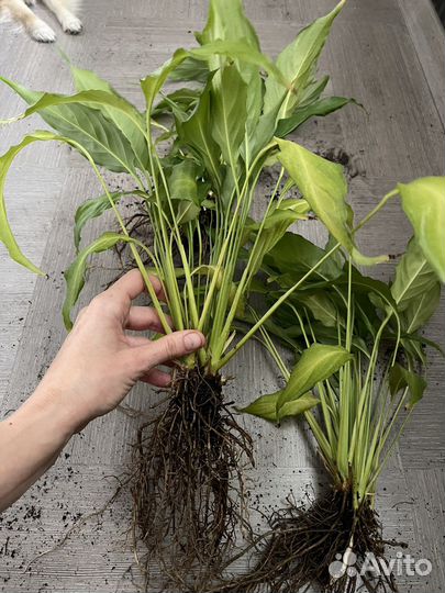 Спатифиллум (женское счастье) цветок