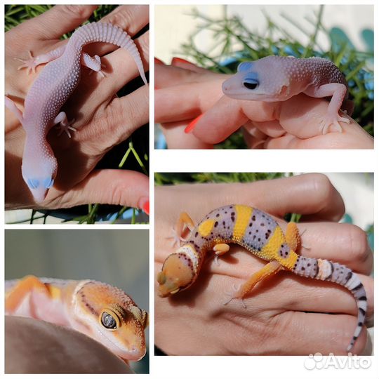 Малыши эублефара 2024